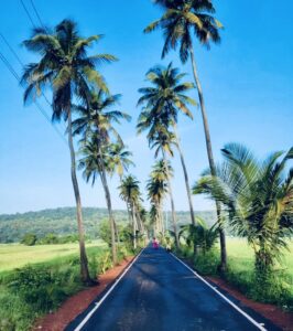 Para Coconut road Goa